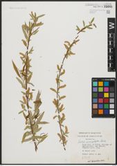 Foto von Salix acmophylla Boiss.